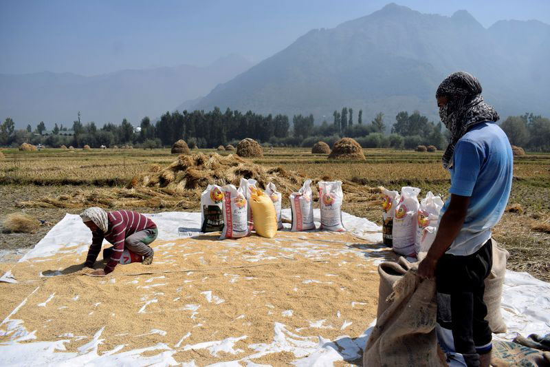 Việt Nam lần đầu mua gạo Ấn Độ sau nhiều thập kỷ